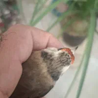 ماده سهره داغسر رسمی 3پردم سفید|پرنده|تهران, شهر زیبا|دیوار