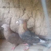 سرکه ای