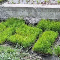 ۵۰ سینی تیم اماده نشا طارم هاشمی