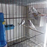 فنچ نرگسی... لطفا با دقت بخوانید