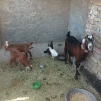 بزمری و دو کهره نروماده بیتل