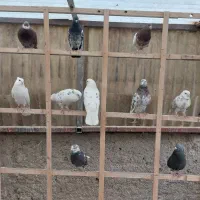 کفتر