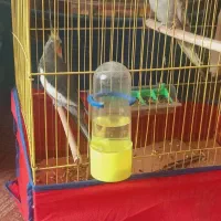 عروس هلندی|پرنده|شادگان, |دیوار