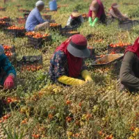 ارائه تمامی خدمات کشاورزی