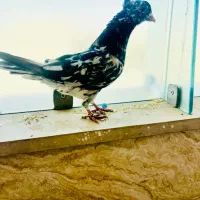 یک عدد سرور پرخال عتیقه کلکسیونی آنتیک