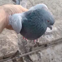 کبوتر سبز