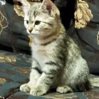واگذاری بچه گربه سه ماهه