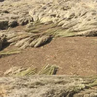 پامپاس به صورت عمده|گل و گیاه طبیعی|گلستان (تهران), |دیوار