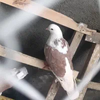 کبوتر ماده|پرنده|سردشت, |دیوار