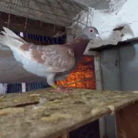 چند عدد کبوتر فروشی|پرنده|مینودشت, |دیوار