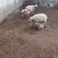 گوسفند برهدار|حیوانات مزرعه|مشگین شهر, |دیوار