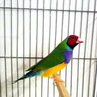 قناری نر و ماده . فنچ گلدین مولد