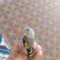 سهره|پرنده|قصرشیرین, |دیوار