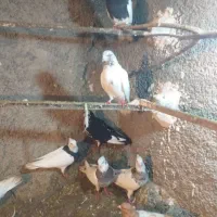 تعداد 9عدد کفتر|پرنده|مریوان, |دیوار