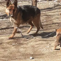 واگذاریه یه ژرمن شپرد با طولش