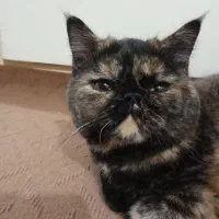 فندق گربه ام دو ماهه گم شده