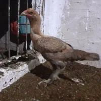 دوعدد مرغ لاری نسل دار ۲۵۰۰۰۰۰تومان