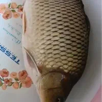 فروش عمده ماهی در استخر