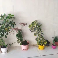 تعدادی گل طبیعی|گل و گیاه طبیعی|خرمدره, |دیوار