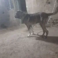 سگ خراسانی نر|سگ|اسلامشهر, صادقیه|دیوار