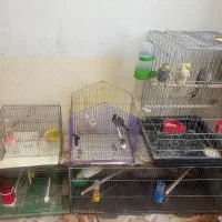 پرنده|پرنده|آبدانان, |دیوار