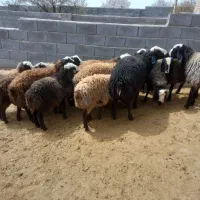 گوسفند بره نر نژاد شال پرواری و تخمی