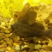 ماهی کت فیش