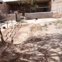 فروش ملک|فروش خانه و ویلا|بوژگان, |دیوار