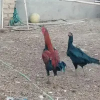خروس لاری نطفعه دار بزری 2 ساله