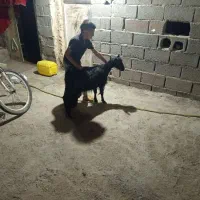 گوسفند خوب مال پاک