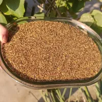 کنجد تازه بوجاری شده|خوردنی و آشامیدنی|وحدتیه, |دیوار