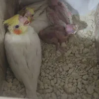 جوجه عروس سرلاکی