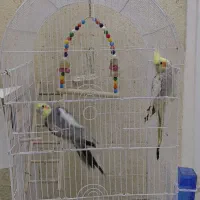 عروس هلندی