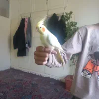 عروس هلندی لوتینو|پرنده|صائین قلعه, |دیوار