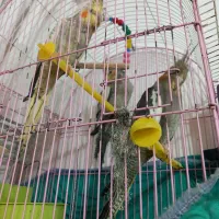 عروس هلندی خانگی همه با هم