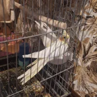 جفت عروس هلندی باجوجه لوتینیو