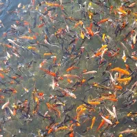 رنگین کمان کوی چرم و باتر فلای|ماهی|رشت, ترمینال|دیوار