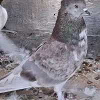 کبوتر