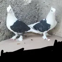 کبوتر خوب|پرنده|خورموج, |دیوار