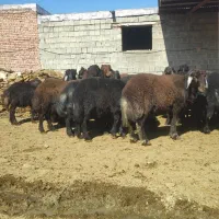 بره نر پرواری