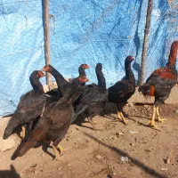 مرغ و خروس لاری