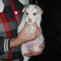 سگ فروشی|سگ|ری, ظهیرآباد|دیوار