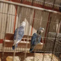 طوطی کوتوله برزیلی|پرنده|قم, آزادگان|دیوار