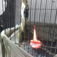 کوتوله، عروس، مرغ عشق|پرنده|تربت‌حیدریه, ده پائین|دیوار