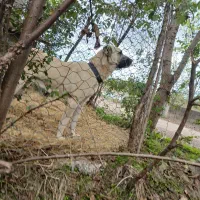 ماده سرابی ۱۱ ماهه اصیل همه چی عالی نگهبان