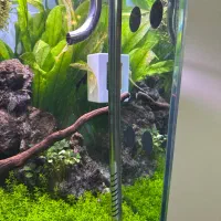 آکواریوم پلنت|ماهی|قم, نخودی|دیوار