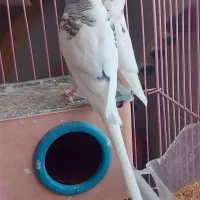 مرغ