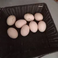 تخم مرغ لاری