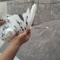 کفتر شامی گوک و گرگی بالارو