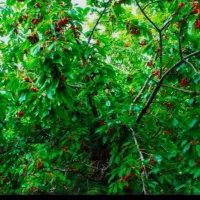 1200-متر-باغ-مثمر-فردو